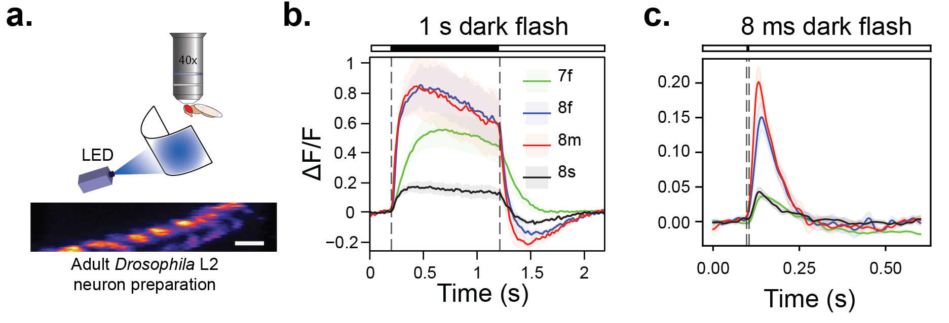 JGCaMP8 Calcium Indicators Janelia Research Campus jgcamp8-calcium-indicators-janelia-research-campus